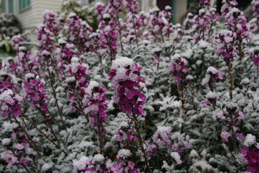 Purple flowers in the snow kelita13 Flickr