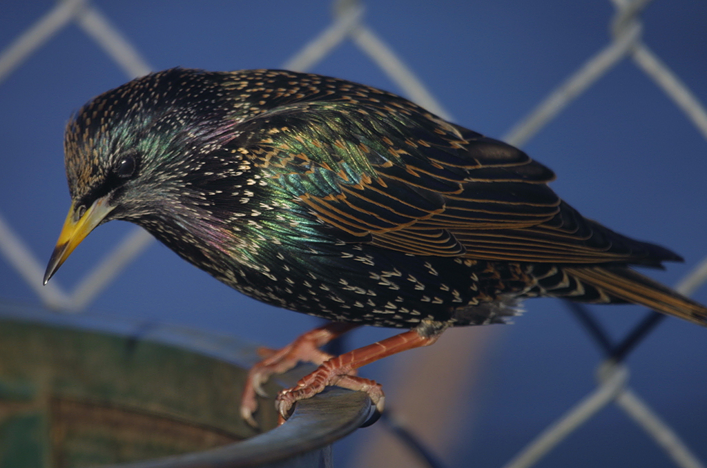 STARLING in New York, USA. Dec 2007 A starling seen here i… Flickr