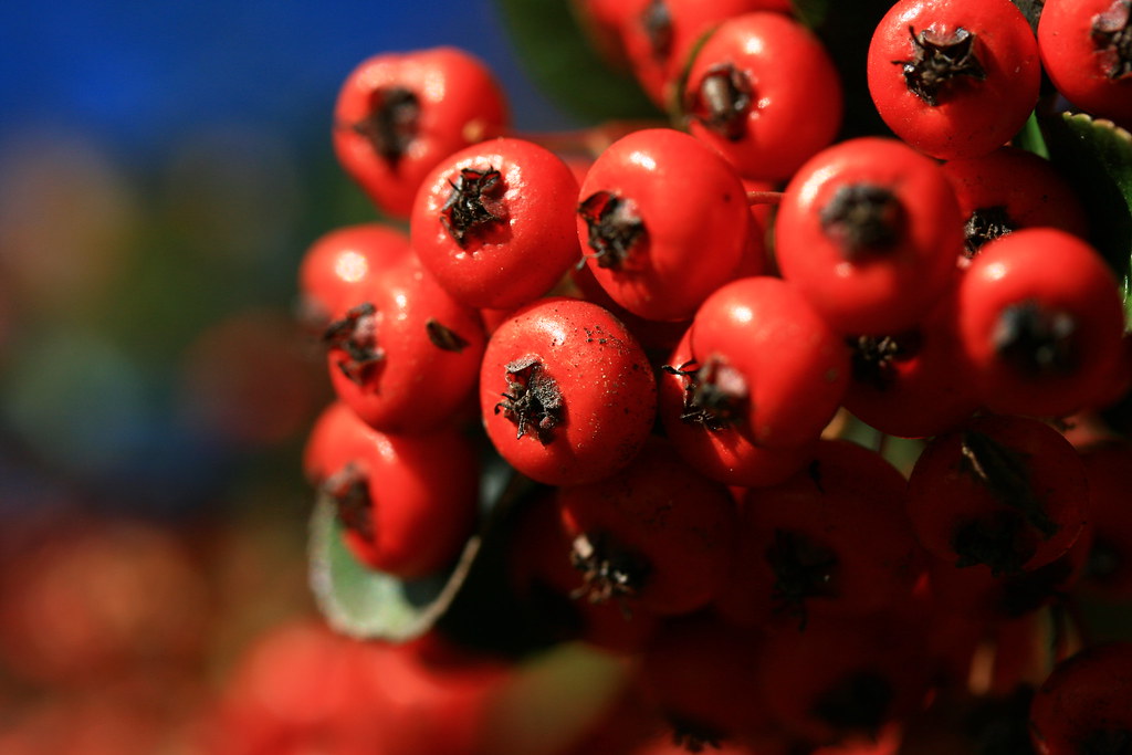 Baies rouges Sébastien CHENICLET Flickr
