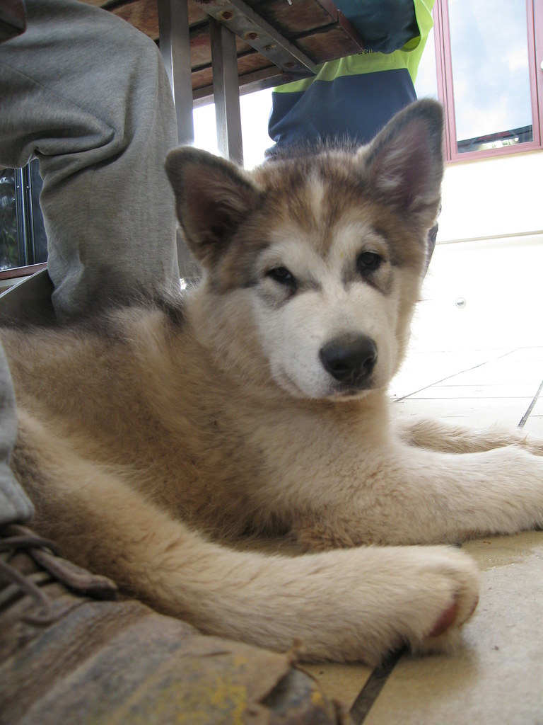Malamute puppy This little guy, 3 months old, was trying