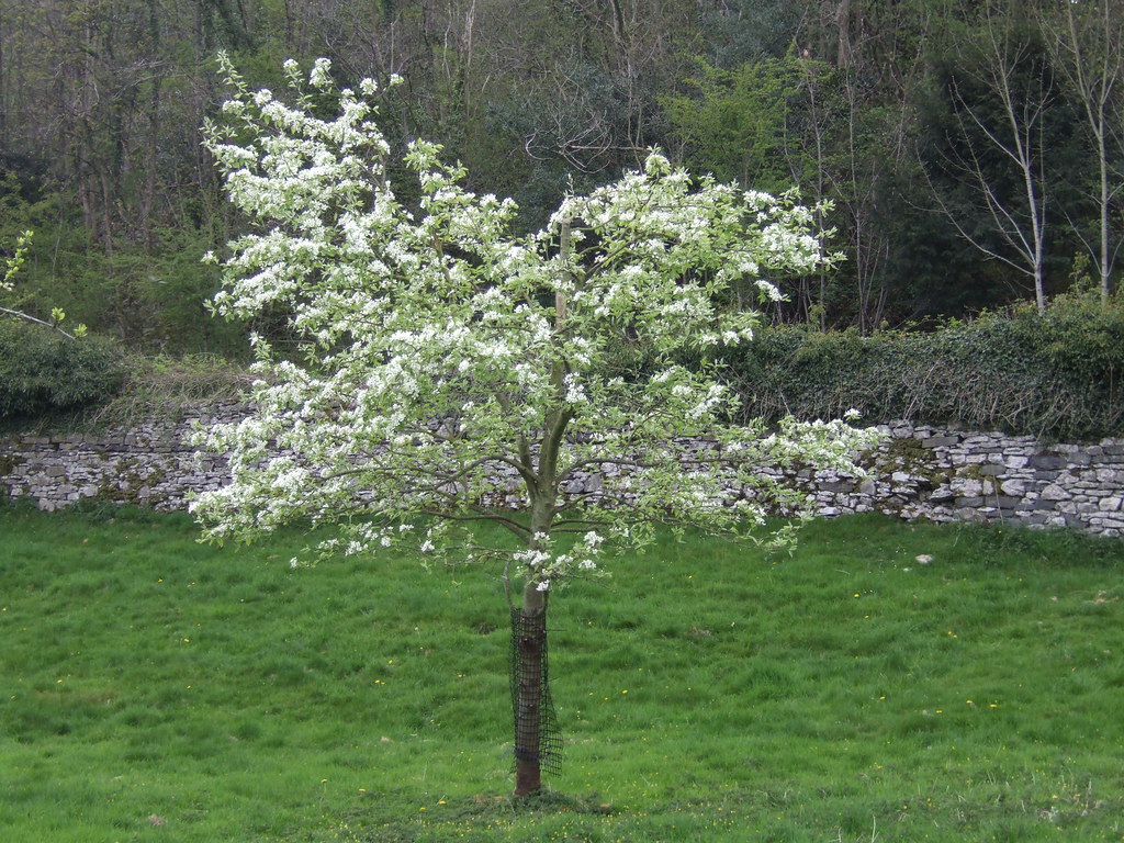 10 year old Apple Tree in blossom, Sizergh, Cumbria Apri… Flickr