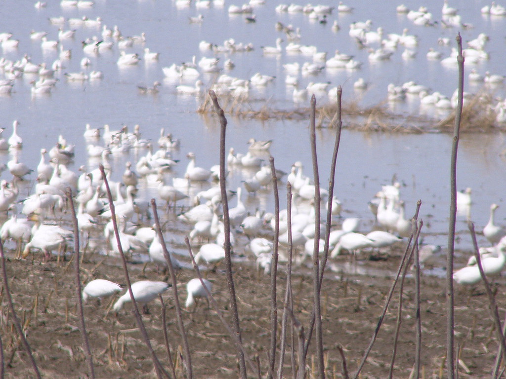 Oies blanches les oies blanches a Baie du fevre Maurice Lebel Flickr