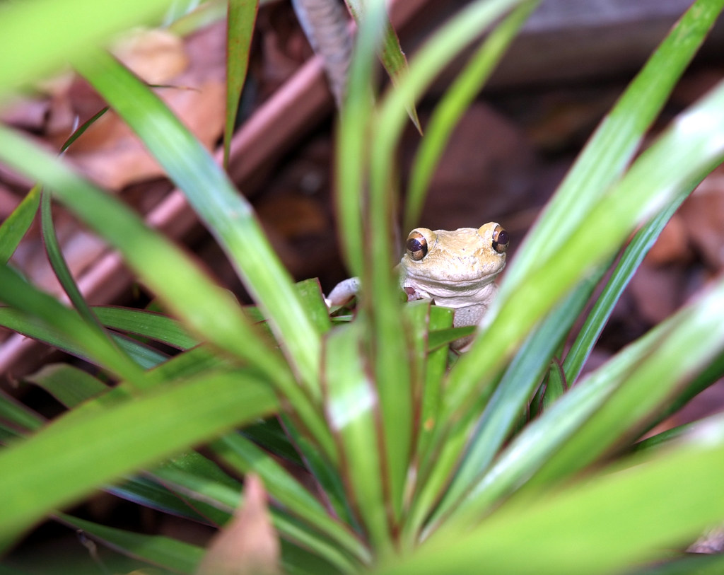 Key West Frog Our Front Yard Key West, Florida Flickr