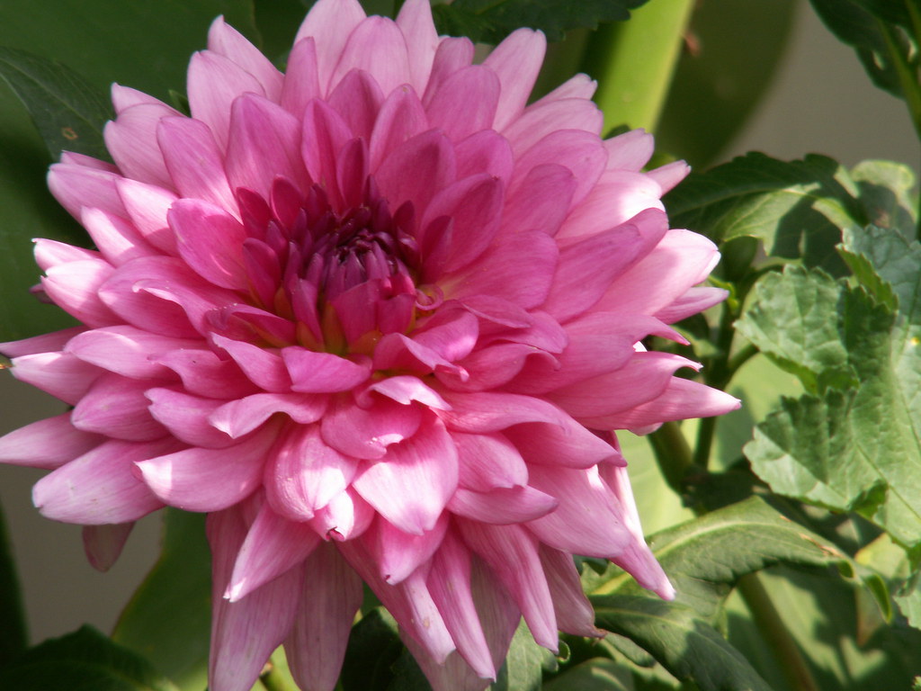 Peace and Tranquilitythe Garden Dahlia cheroberta Flickr