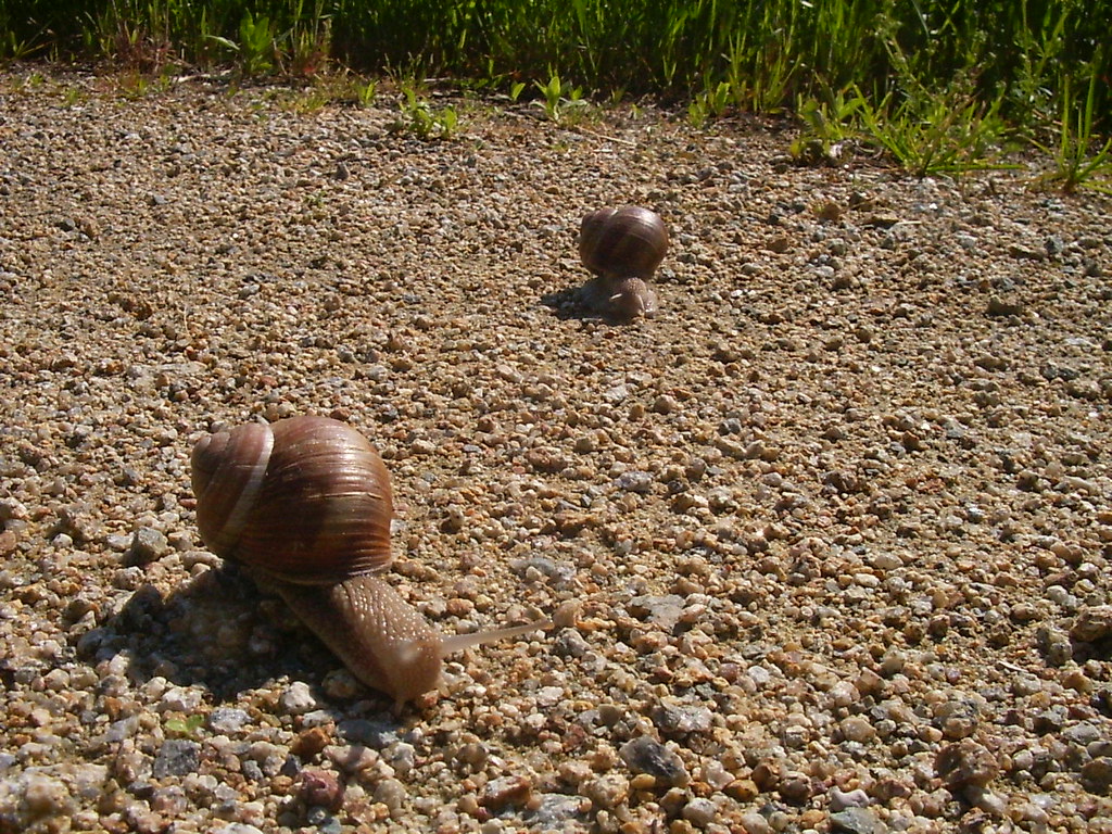 snail race II the fun never stopped Richard Hemmer Flickr