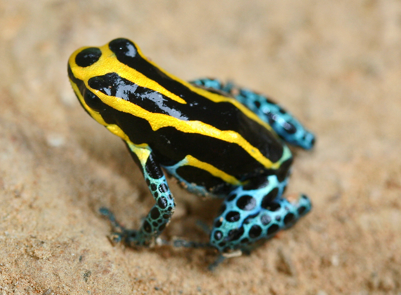 AMAZON FROGS 4 Flickr