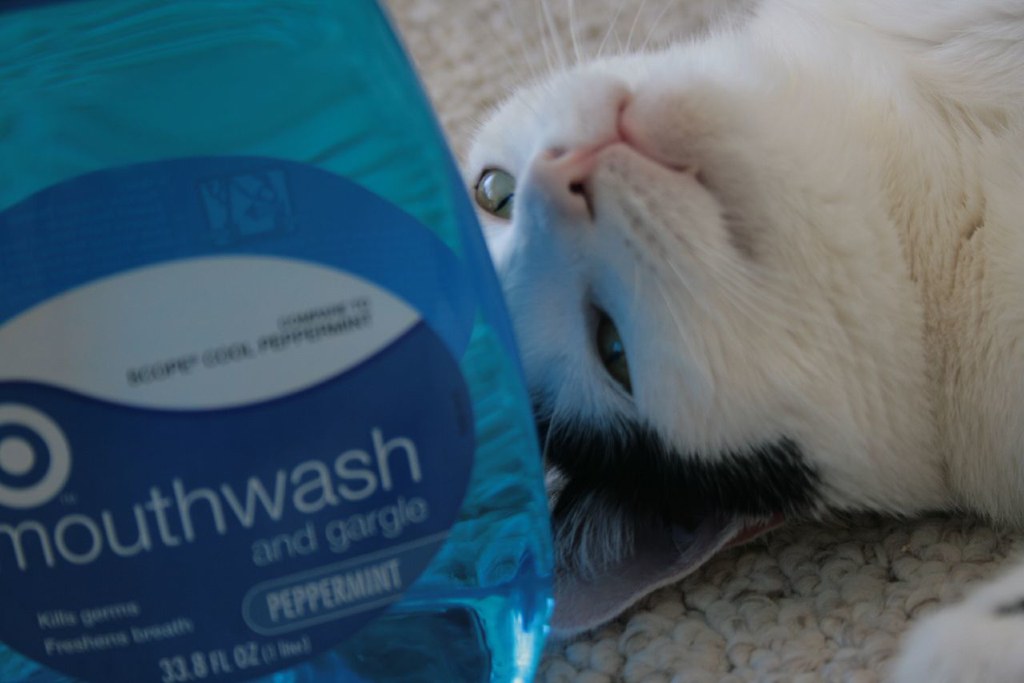 Mouthwash Cat Maggie Flickr
