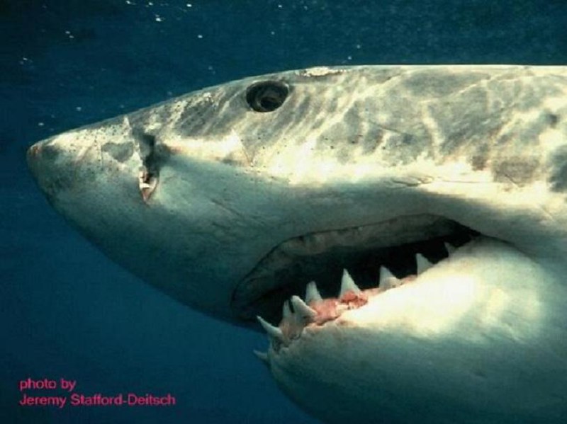 The Largest White Shark Captured In Malta Malta When A G Flickr