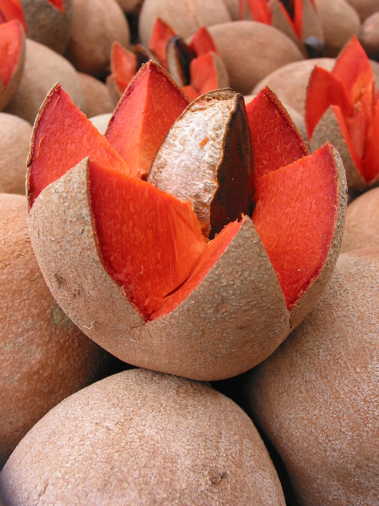 Mamey a photo on Flickriver