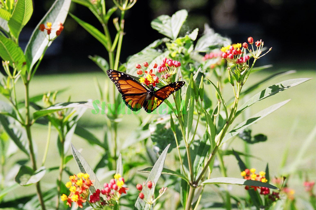 monarch 4 The Monarch is a common poisonous butterfly that… Flickr