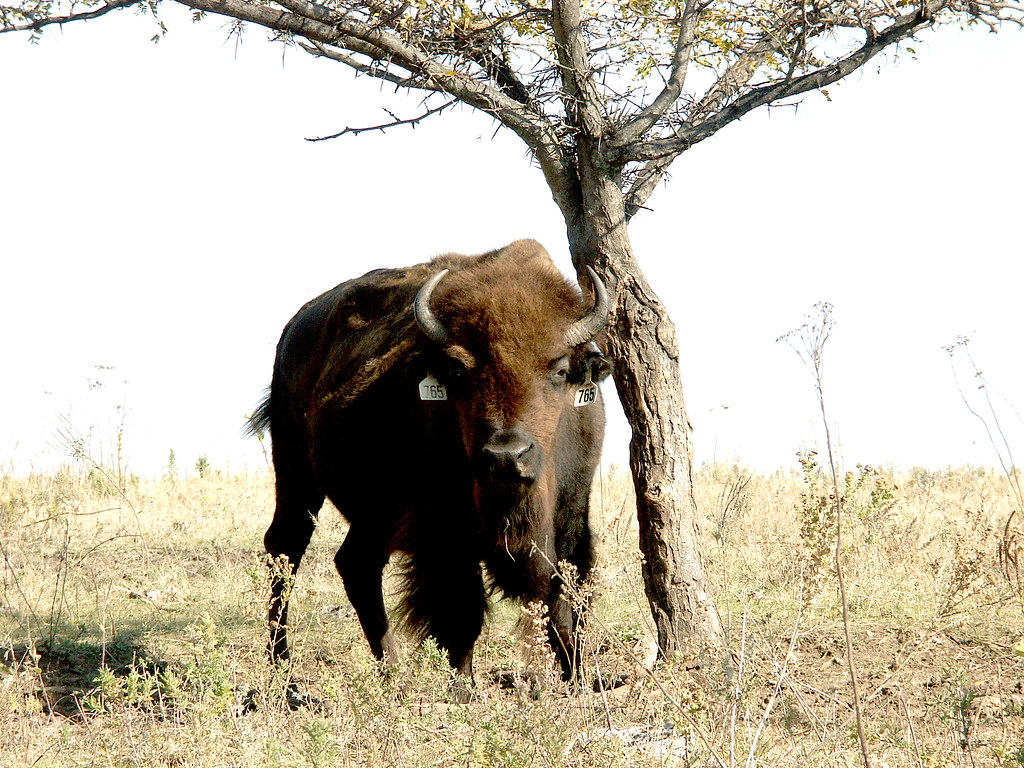 Bison Konza Prairie Manhattan KS 2007 pict0063.E2… zadalew