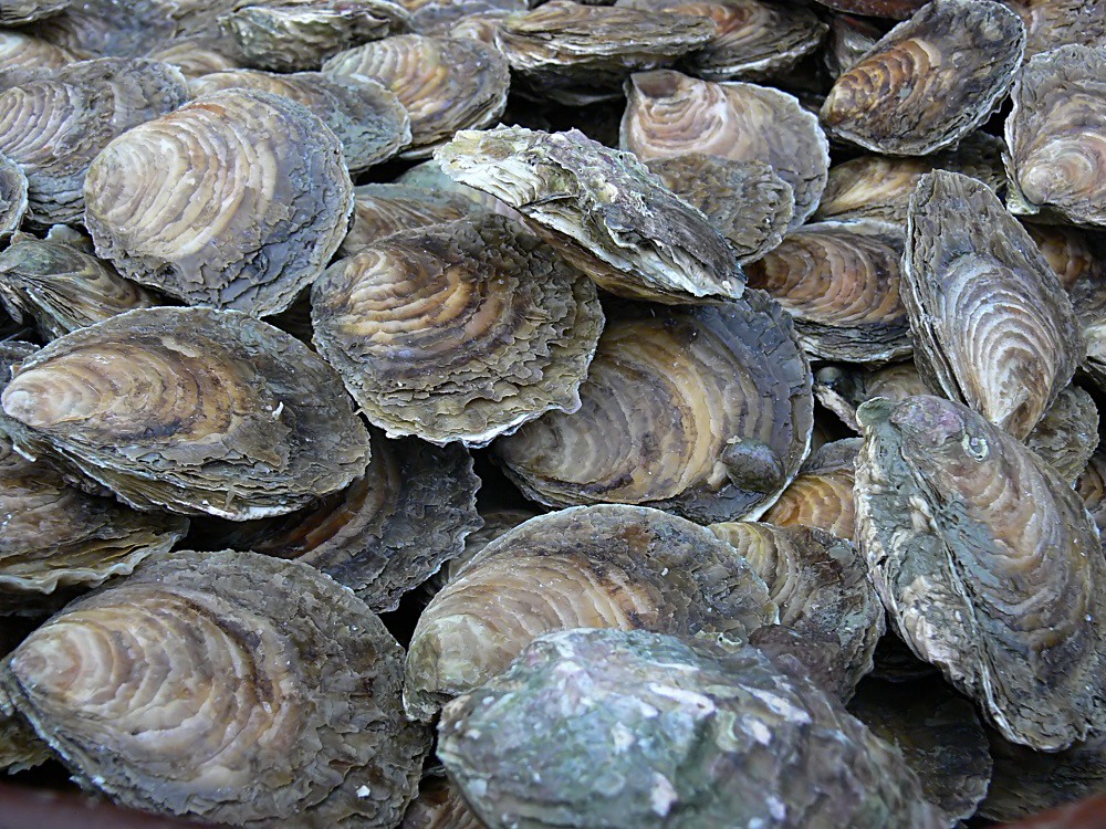cancale 2812200746 Belon Oysters, Cancale France 28/12/20… Walwyn