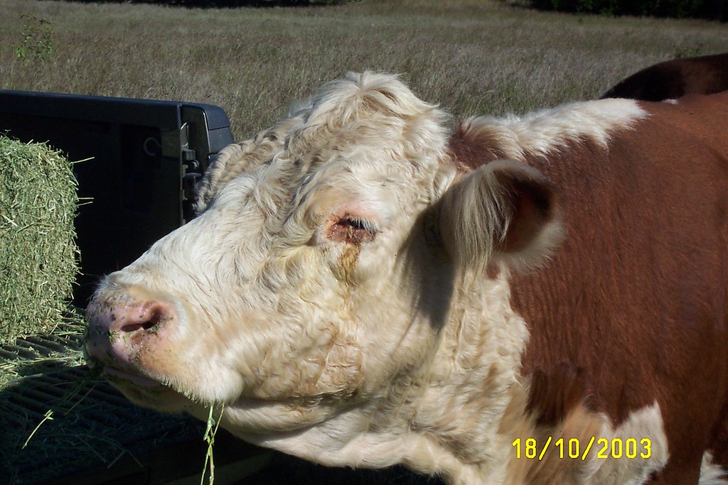 DCP_0198 First cancereyed cow I had to send to market. Ve… Flickr