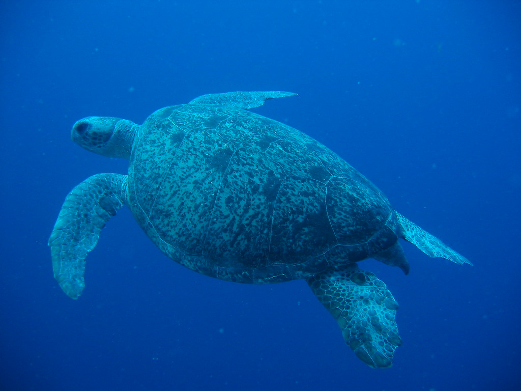 IMG_0401 Green Turtle, East Raine, Raine Island, GBR, Aust… Flickr