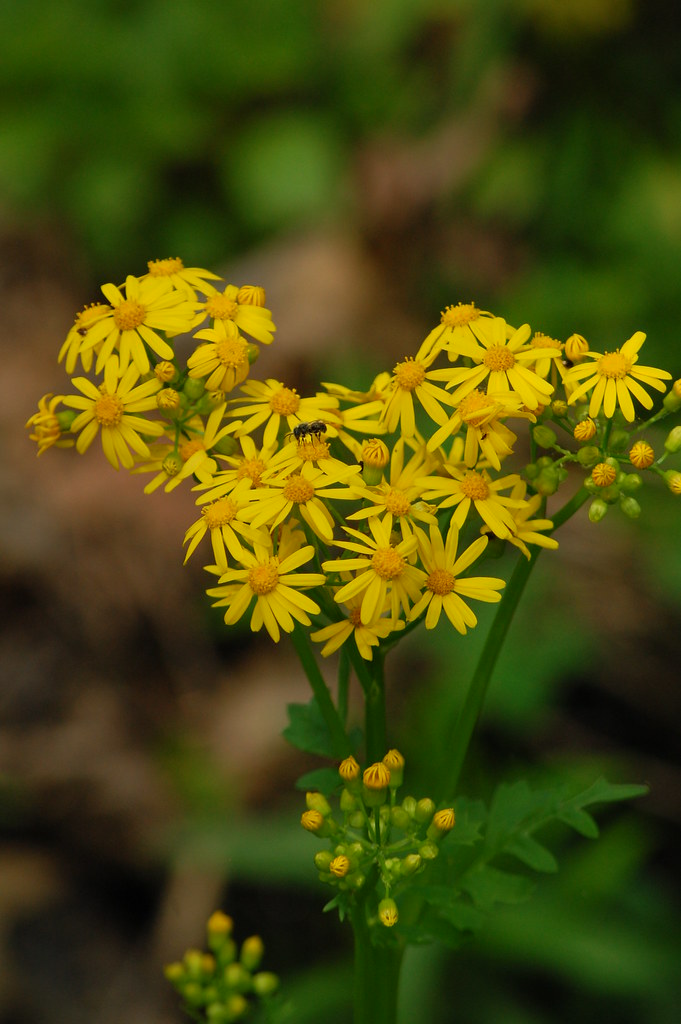 lillies of the field wildflowers and weeds can be beautifu… Mark