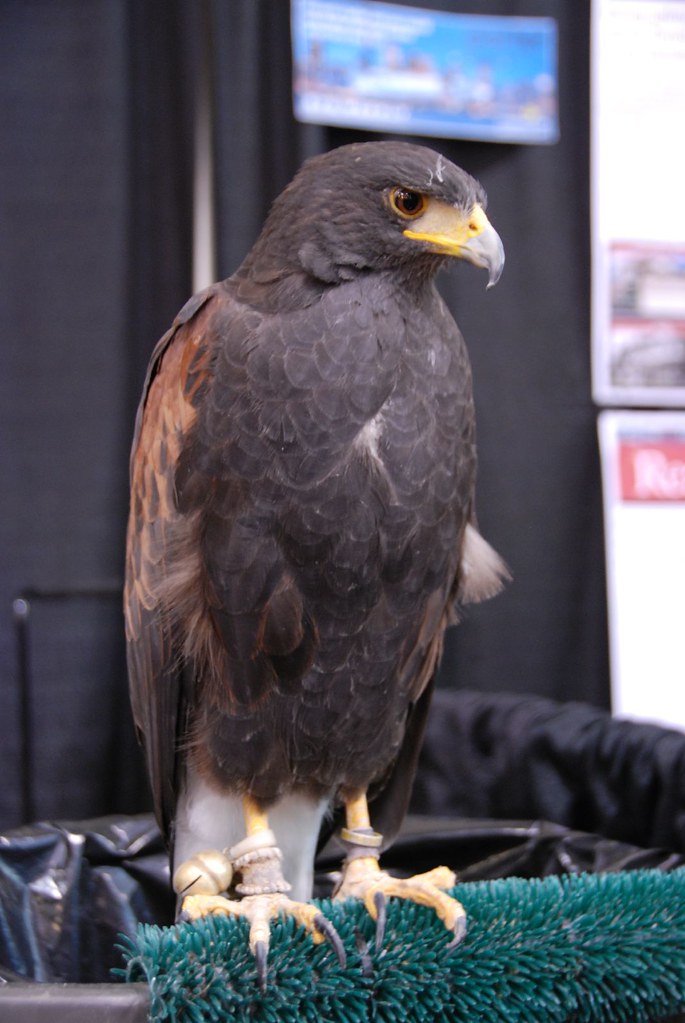 Hawk at the Condo Show There's a service where you can ren… Flickr