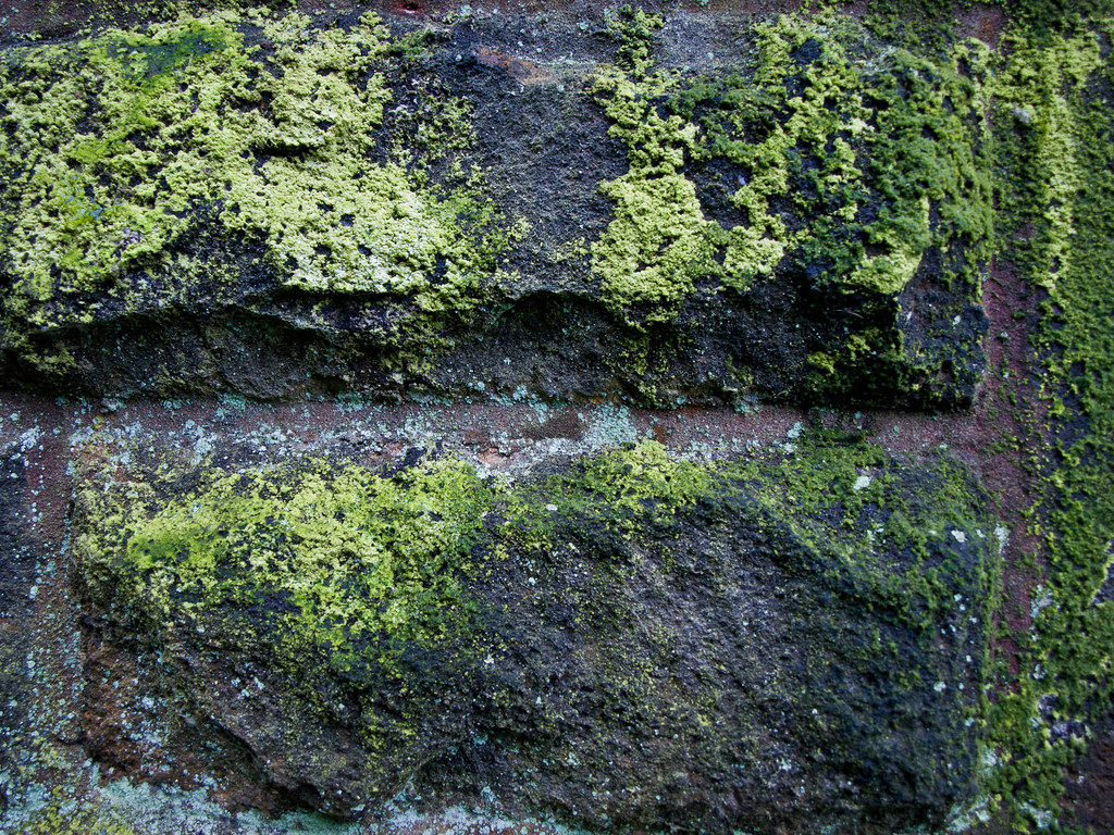 Castle Walls Moss growing on weathered stone walls on the … Flickr