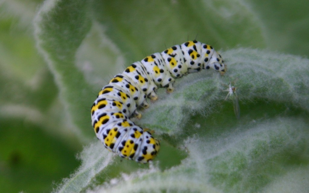 Mullein Moth Caterpillar Caught in the act of eating large… Flickr