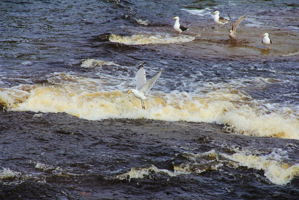 Gaspereau Falls seagull with gasperau Susan Hancox Reid Flickr