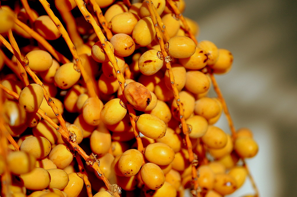 Palm tree fruits poppy Flickr