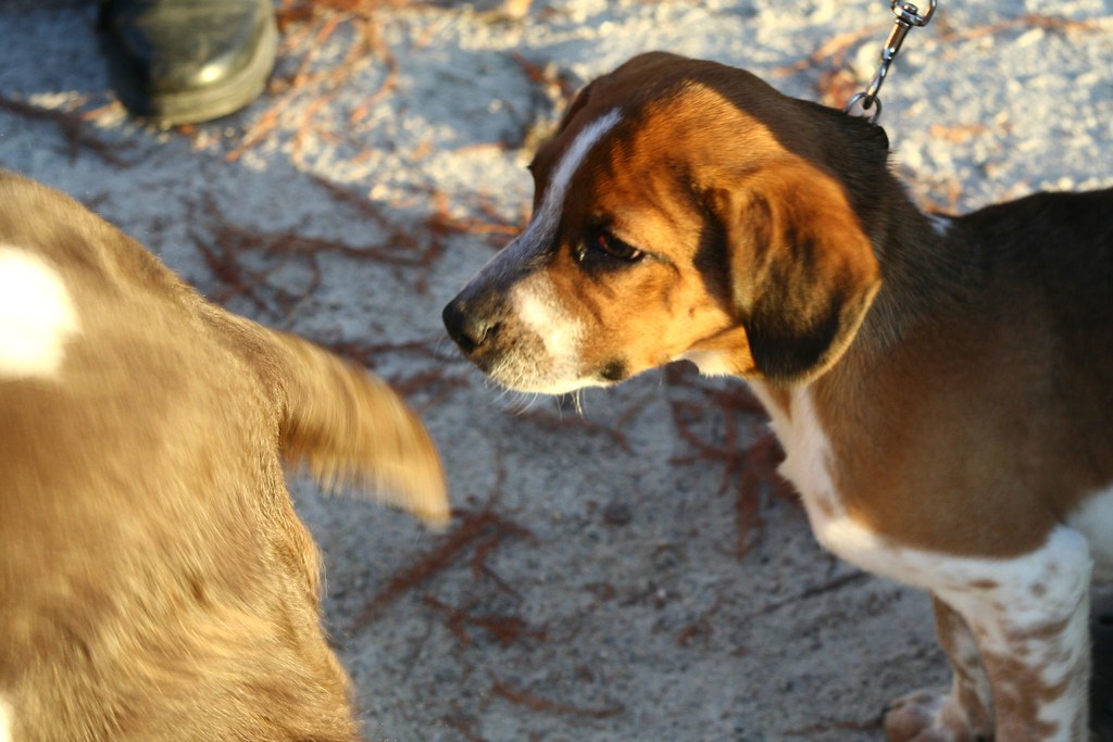 Superior Dog Training uptonia Flickr