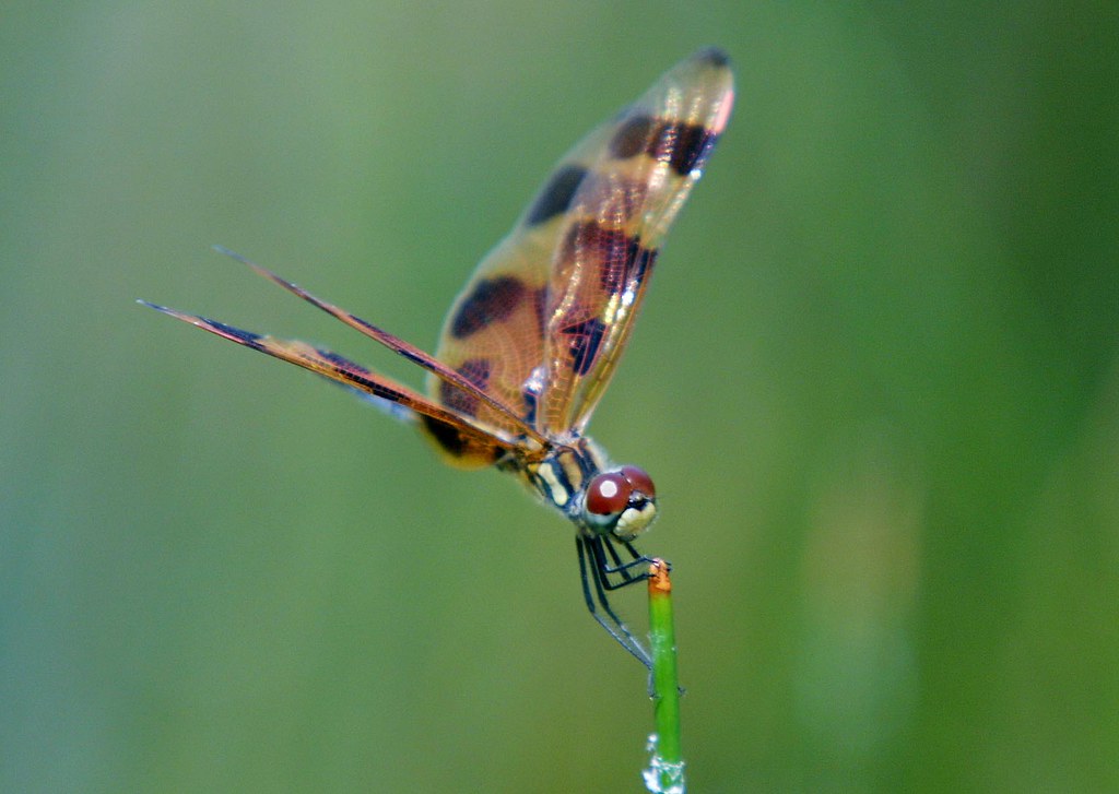 DRAGONFLY_01sm Halloween Pennant Dragonfly Florida Flickr