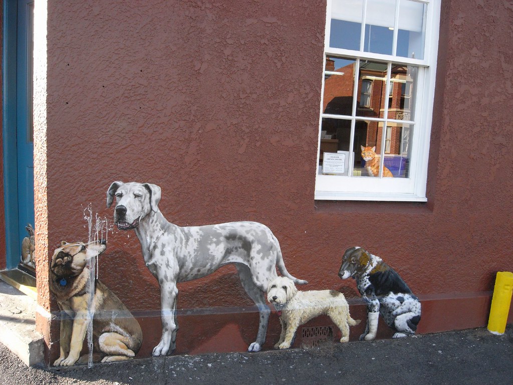 North Hobart vet Sarah Olmstead Flickr