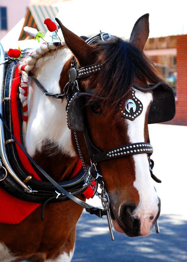 3. yoke yoke by definition is neck frame for coupling dra… Flickr