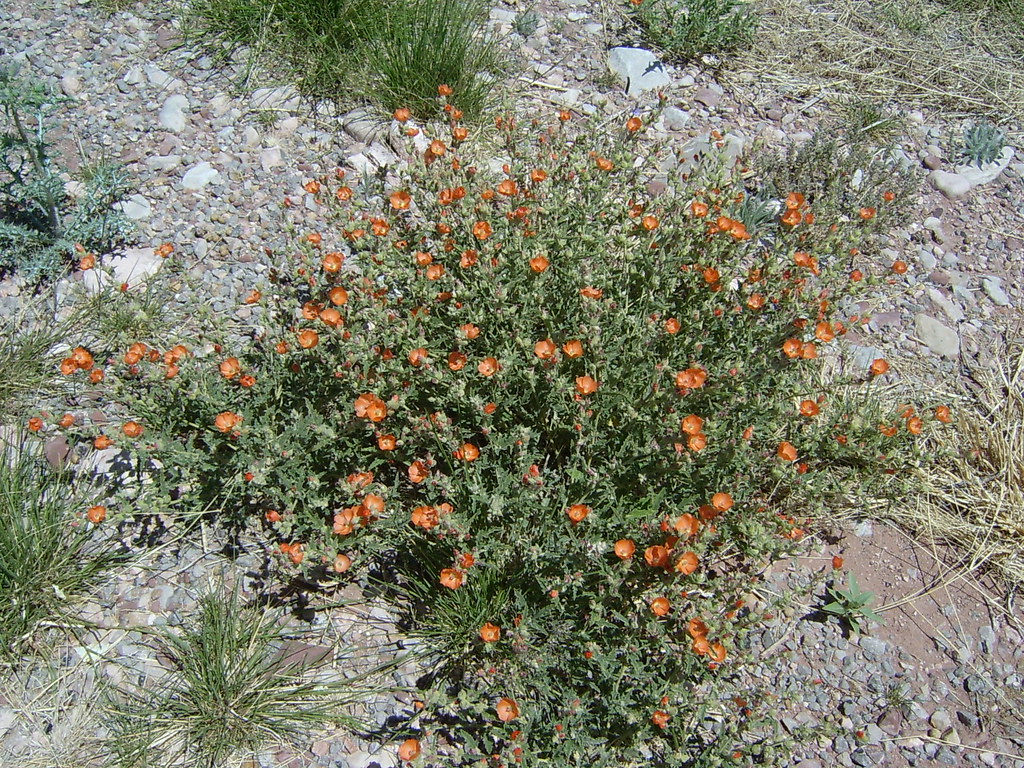 wildflowers Hwy 54 Van Horn, TX 0408(4) Wildflowers growi… Flickr
