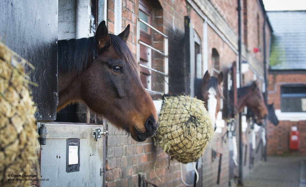 Horses are returning to London Pictured Blues and Royals … Flickr