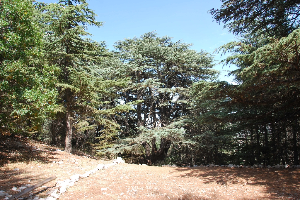 Cedar of Lebanon 1 Scientific name = Cedrus libani 2