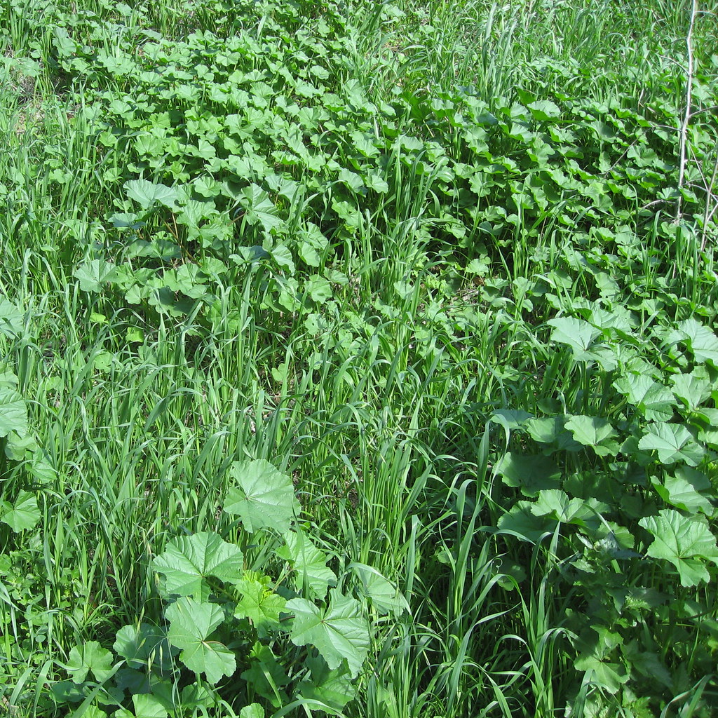 Green (plants) jakerome Flickr