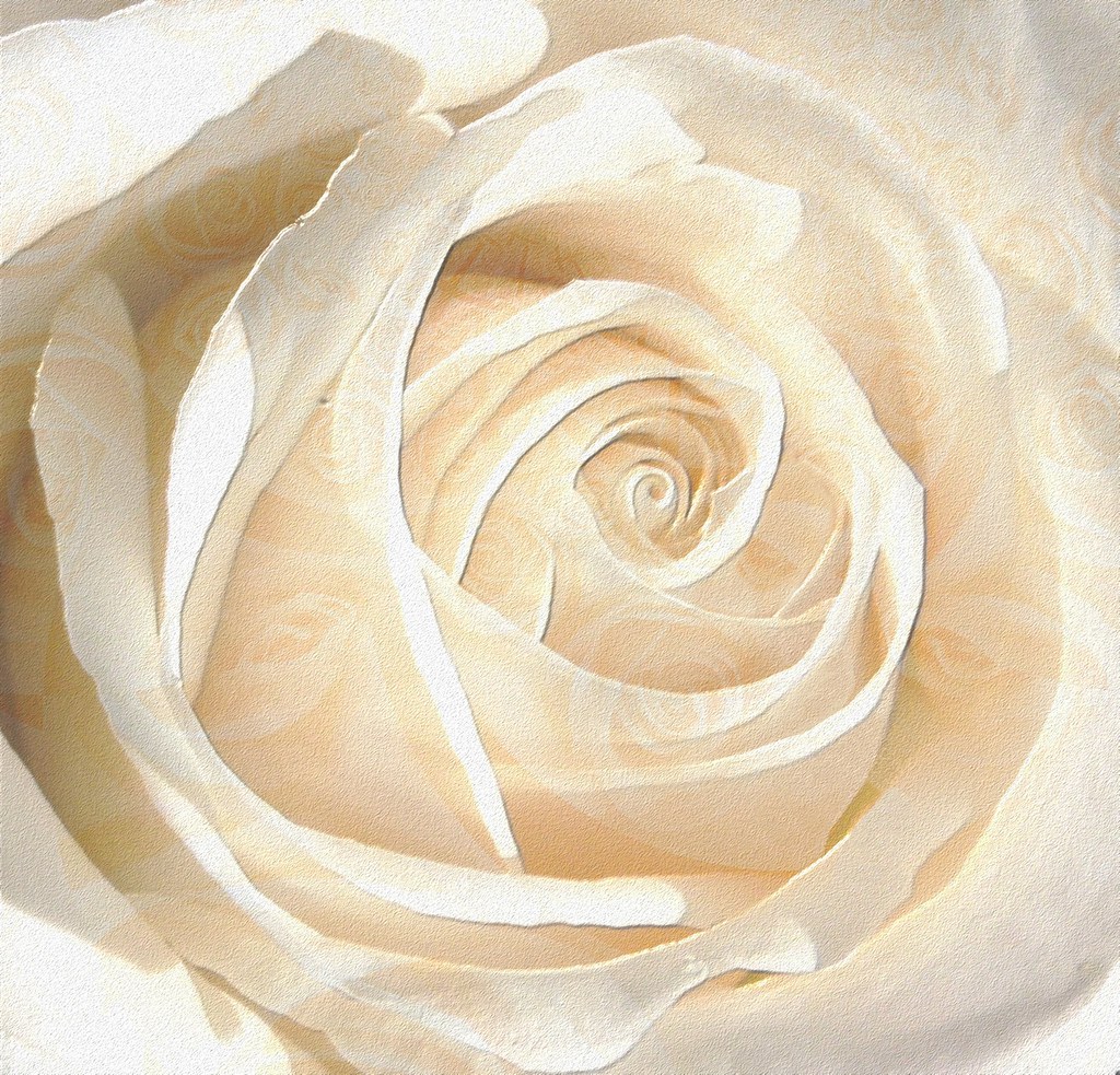 Delicate White Rose Originally a photo of a white rose, re… Flickr