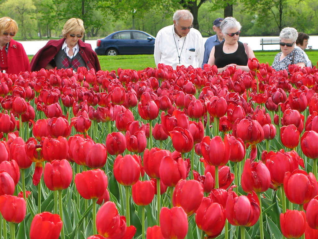 Artist's Theme Humans Relating To Tulips Once the humans … Flickr