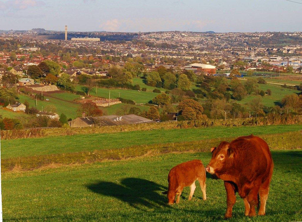 Listers Mill and cattle West Scholes, looking towards Brad… Flickr