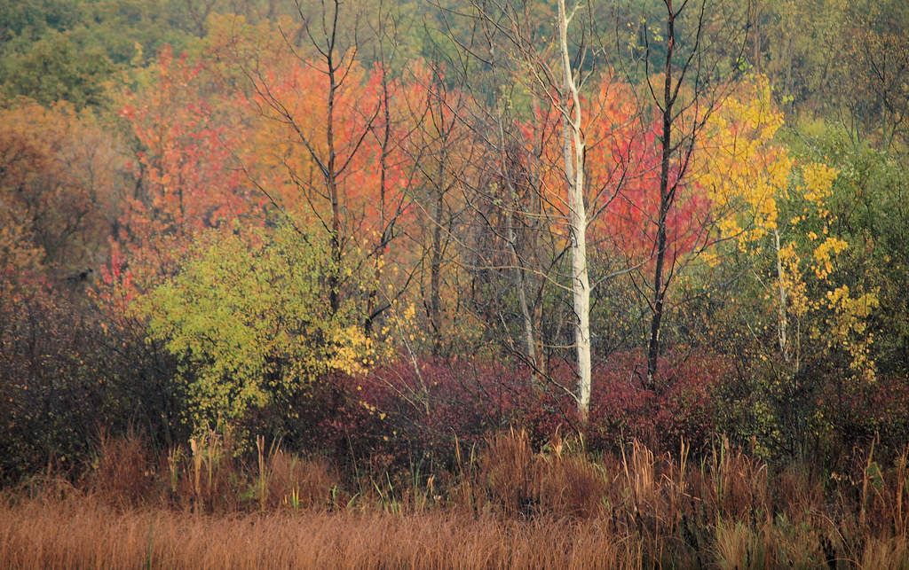 Autumn Woods Lamberton Lake. Grand Rapids, Michigan. Tom Syrba Flickr