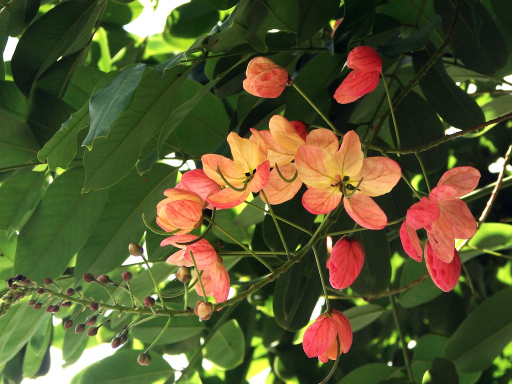 Cassia "rainbow shower tree". Flowering tree in a Brisbane… Flickr