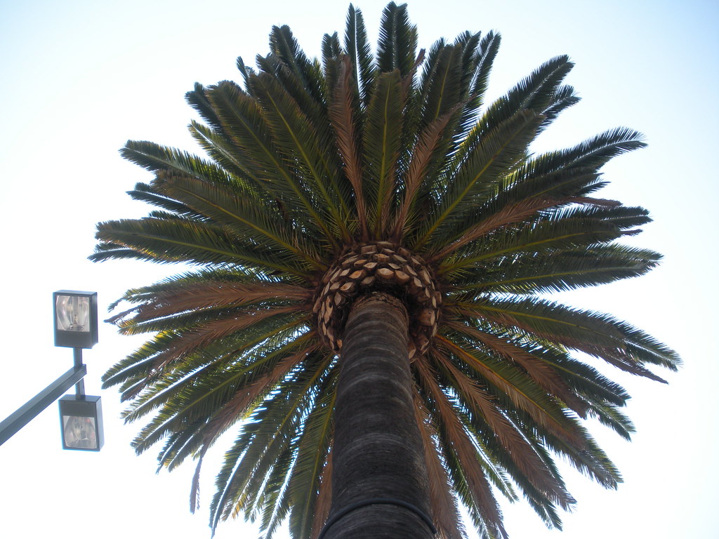 Urban Palm Tree Raymond Hernandez Flickr