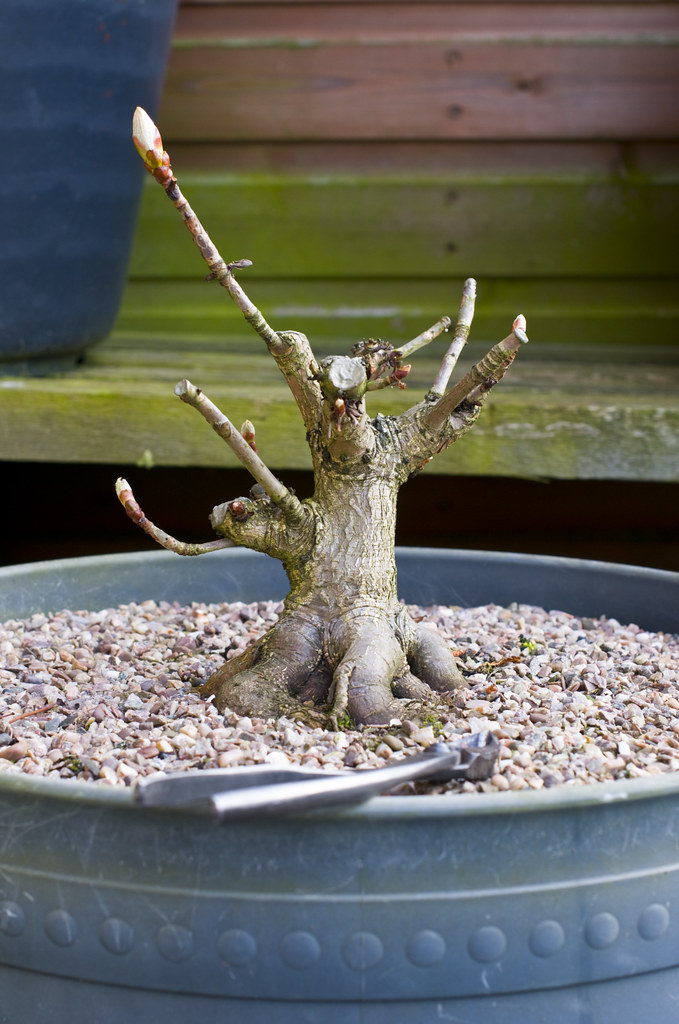 Horse Chestnut (Aesculus hippocastanum) Bonsai Tree in Large Pot