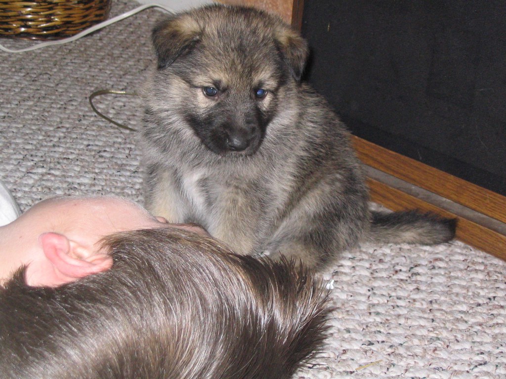 female german shepherd, arctic wolf, malamute mix puppy 5 weeks old ( 6 wks tomorrow) a
