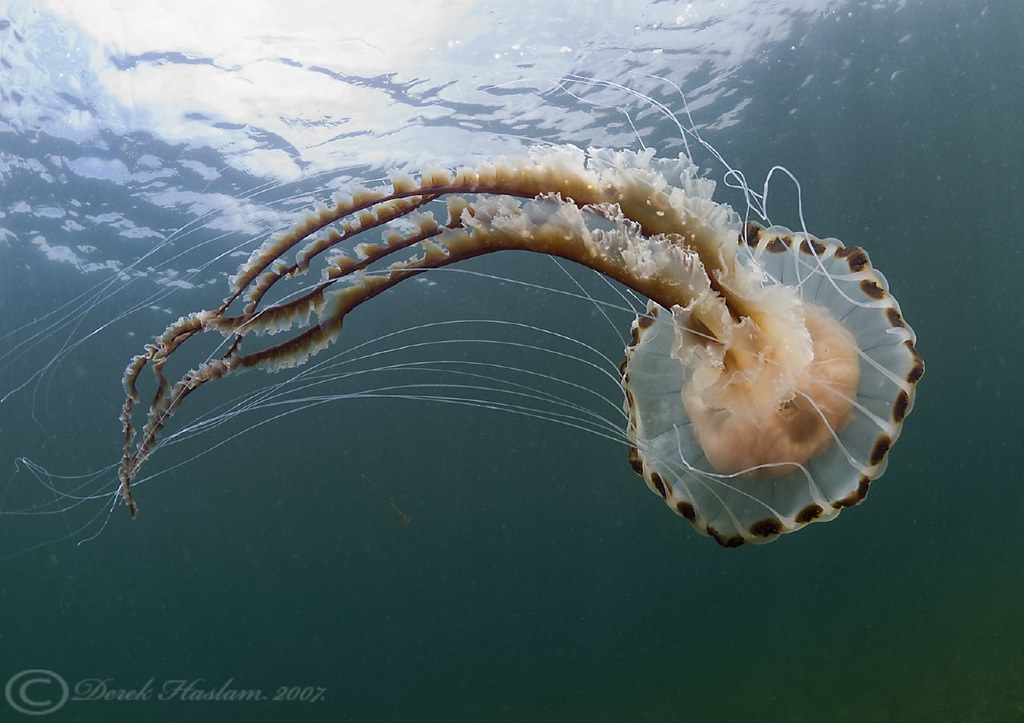 Compass jelly fish. Chrysaora hysoscella. At last ,up and … Flickr