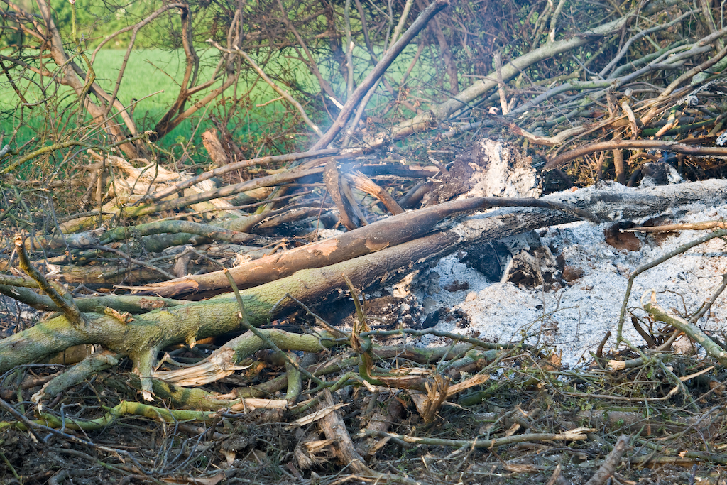 Wilstead Wood, Bedfordshire _MG_5063 Apparently an entire … Flickr