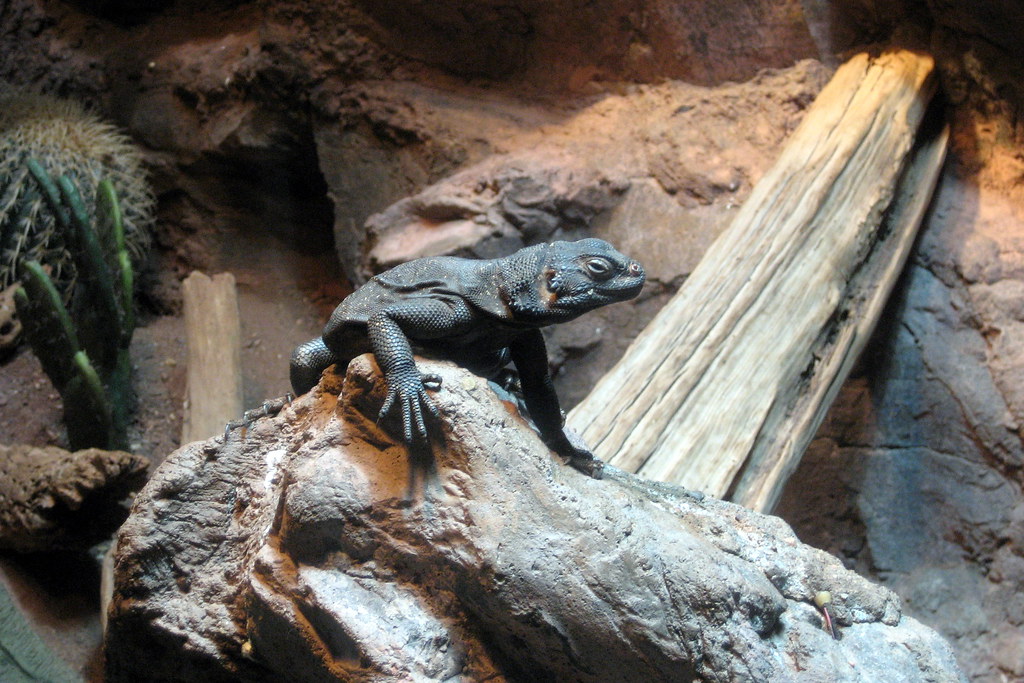 NYC Bronx Bronx Zoo World of Reptiles Chuckwalla Flickr