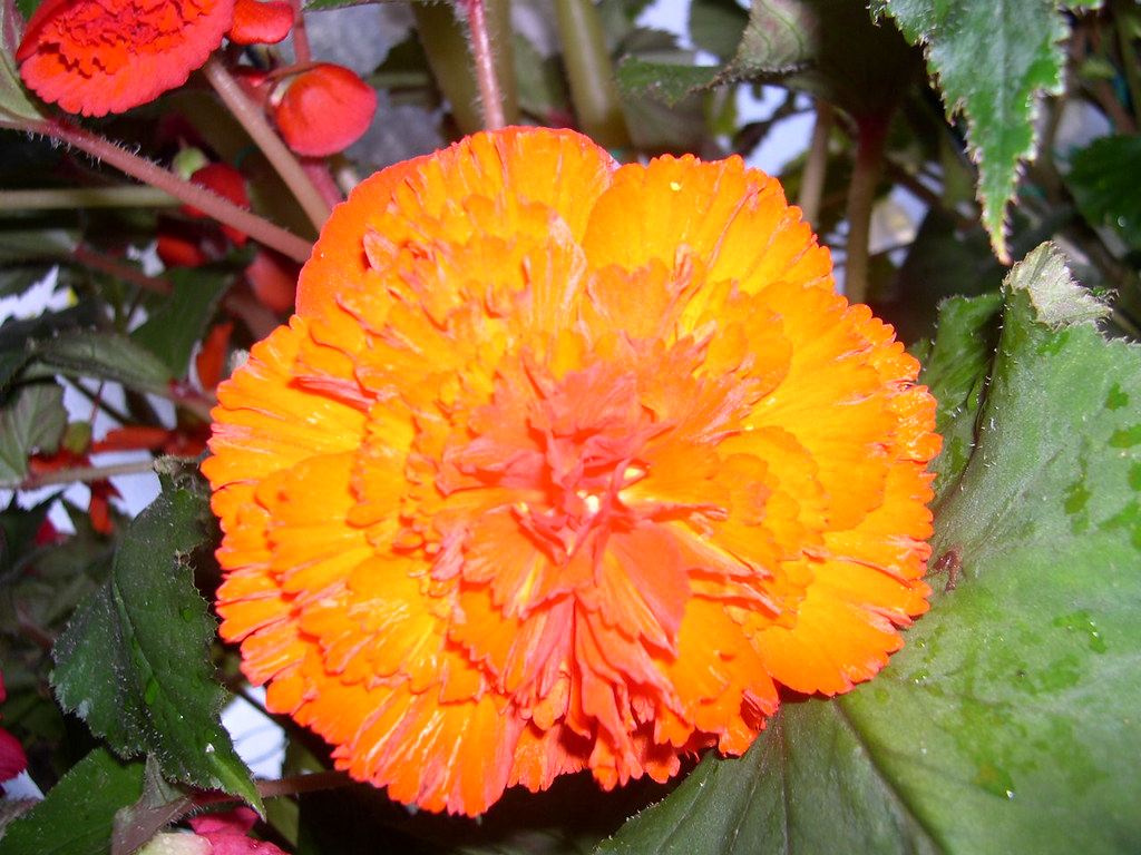 Orange Flower. New Zealand miuchi Flickr