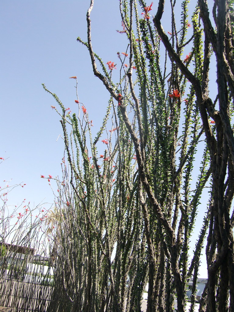 ocotillo fence Jeremy Meyers Flickr