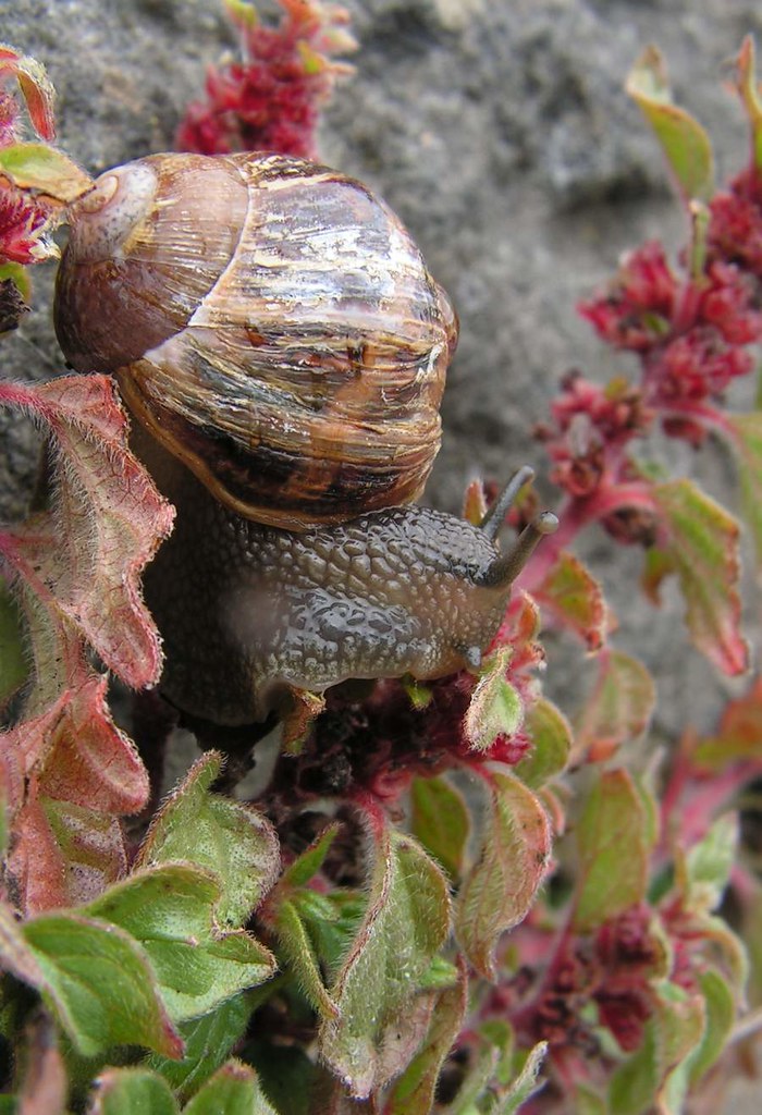 Common garden snail Common garden snail Helix aspersa Se… Flickr