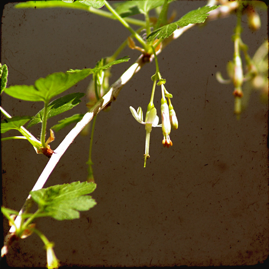 gooseberry flower 7046 The lone goosberry bush flowers wel… Flickr
