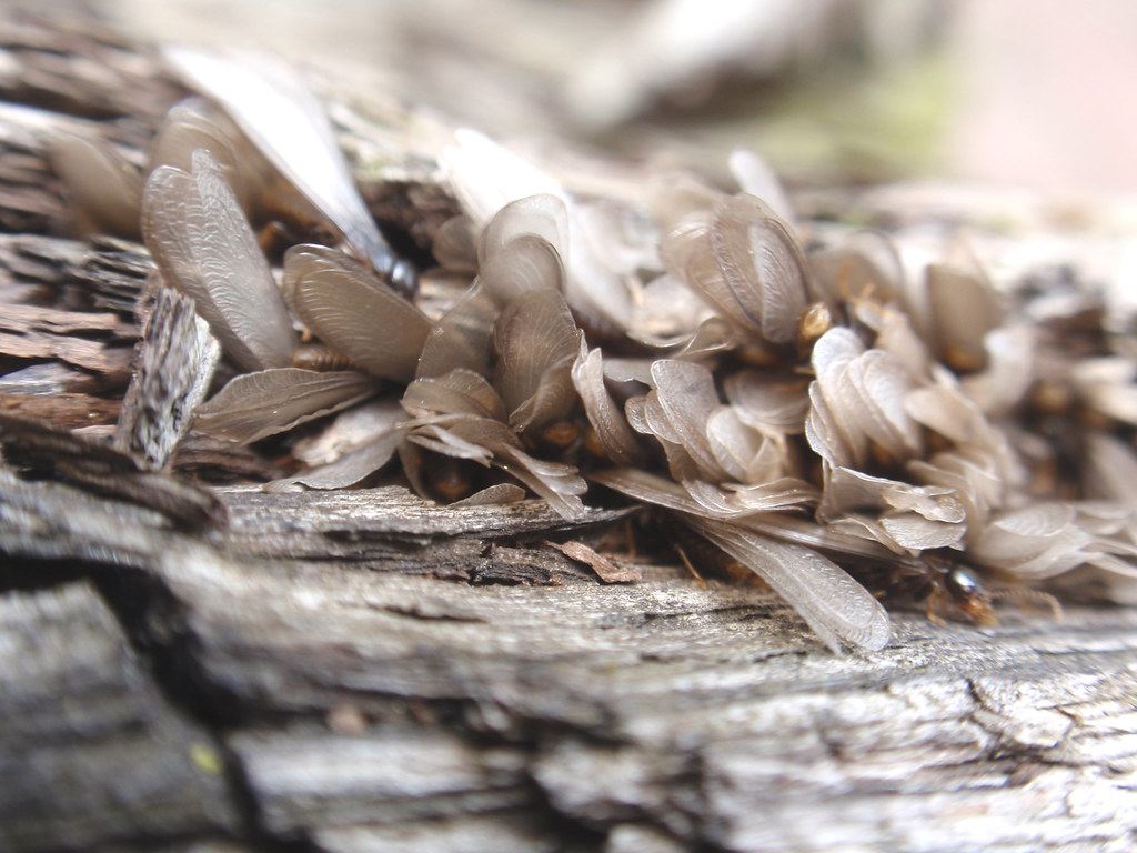 wings back termites? in the railroad tie in my backyard. I… Flickr