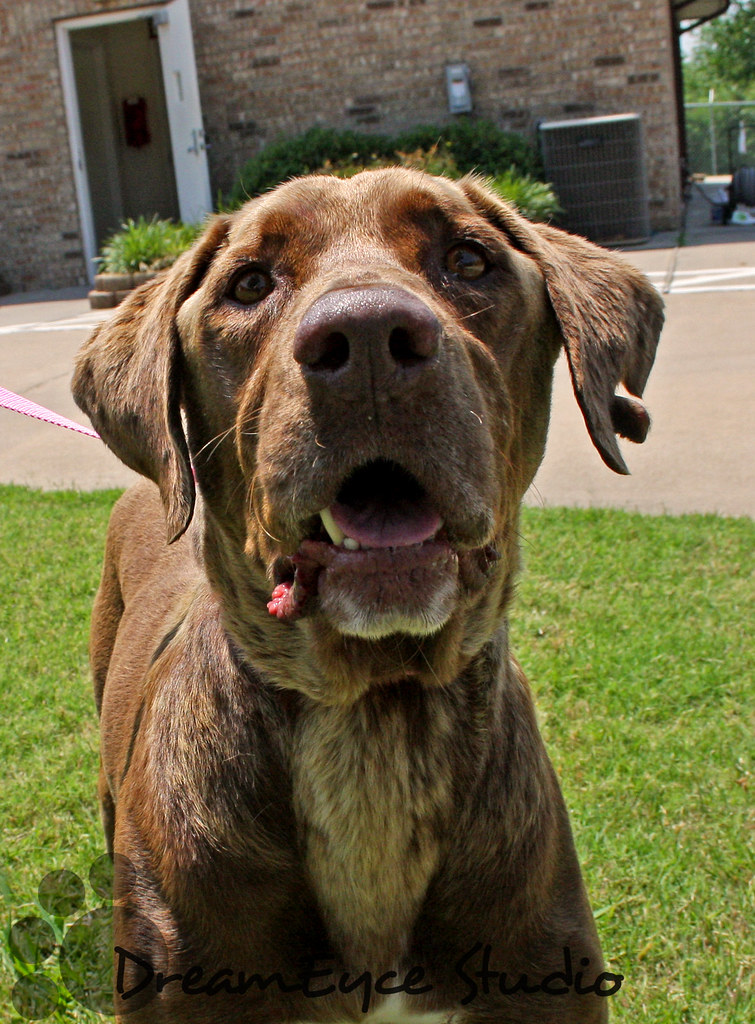 211489 Adoptable dog at the Sherman Animal Shelter ID 671… Flickr