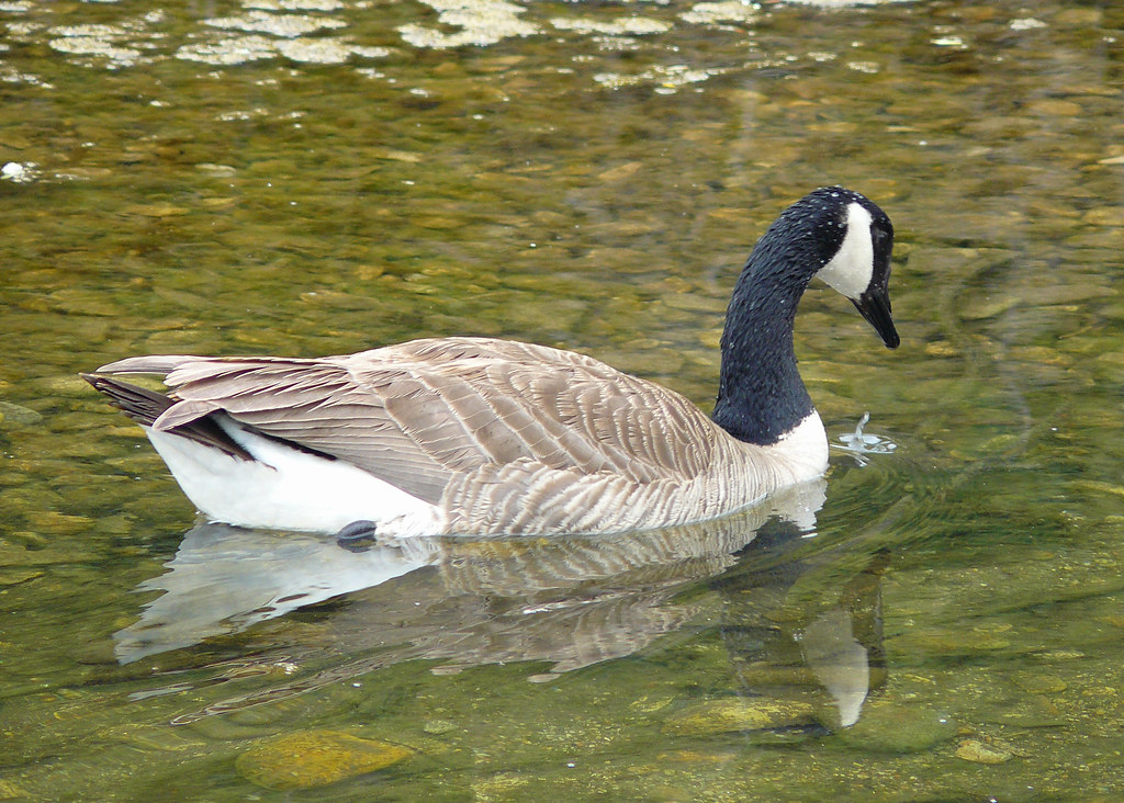 Canada Goose Islay Creek For a few days a Canada Goose has… Flickr